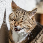 Thumbnail for Cats and Wikipedia Day