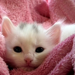 Thumbnail for A Simple Blanket Can Change a Cat’s Life Forever