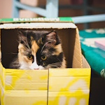 Thumbnail for Top Tips for Keeping Your Indoor Cat Entertained and Healthy
