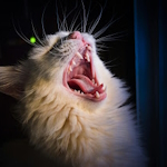 Thumbnail for What Every Cat Owner Needs to Know