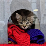 Thumbnail for Celebrating International Cat Rescue Day