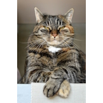 Thumbnail for Respect Your Cat Day