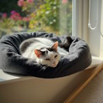 Thumbnail for Senior Cat Care Tips for Health & Happiness